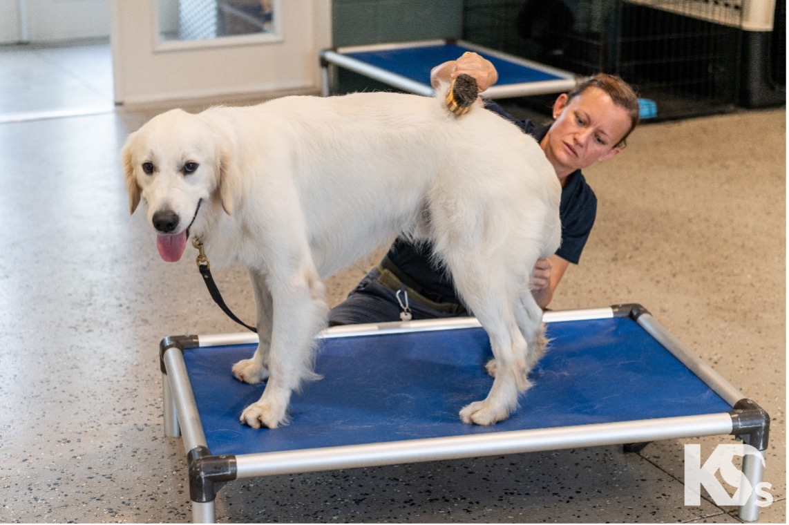 Gabriel AHEPA, Power District 4, Service Dog for Warriors